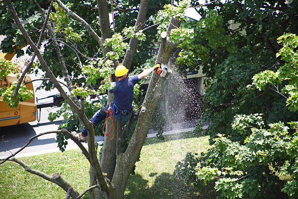  Shelbyville, TN Tree Removal Services Pros